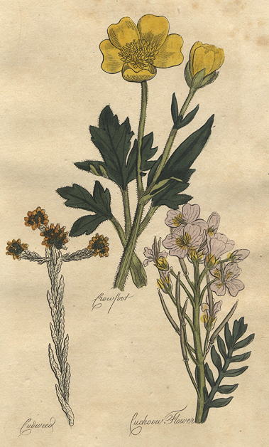 Herbs - Crowfoot, Cudweed & Cuckoo Flower, 1812