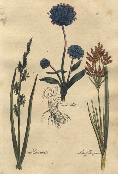 Herbs - Devils Bit, Red Darnel & Long Cyperus, 1812