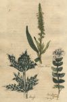 Herbs - Dyers Weed, Eryngo & Eye Bright, 1812