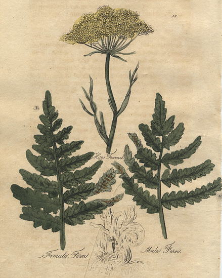 Herbs - Hogs Fennel, Female Fern & Male Fern, 1812