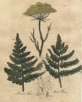 Herbs - Hogs Fennel, Female Fern & Male Fern, 1812