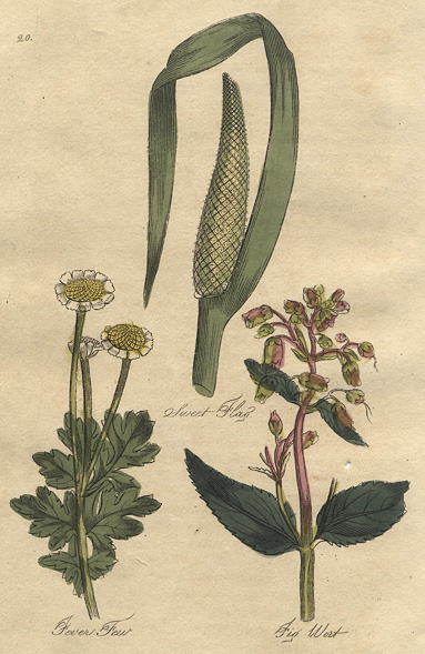 Herbs - Sweet Flag, Feverfew & Fig Wort, 1812