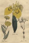 Herbs - Yellow Flag, Flea Bane & Purging Flax, 1812