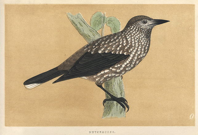 Nutcracker, Morris Birds, 1851