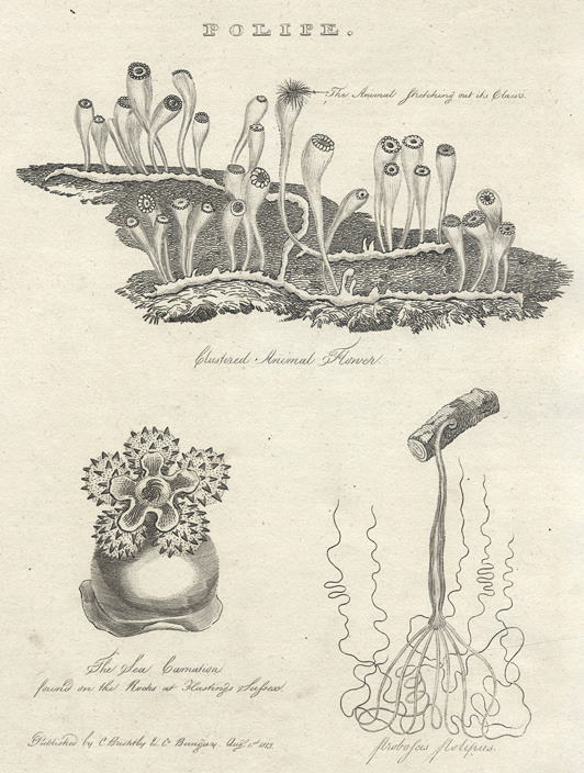 Polyps, 1812