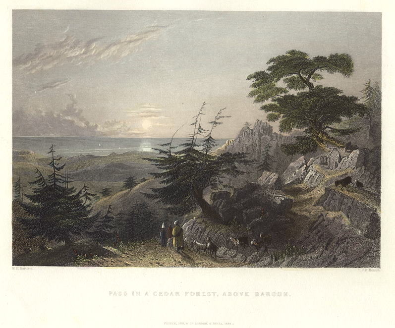 Lebanon, Cedar Forest above Barouk, 1838