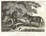 Ass, Ape & Mole, by Howitt, 1810