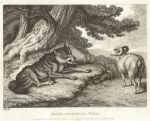 Sheep and Hunted Wolf, by Howitt, 1810