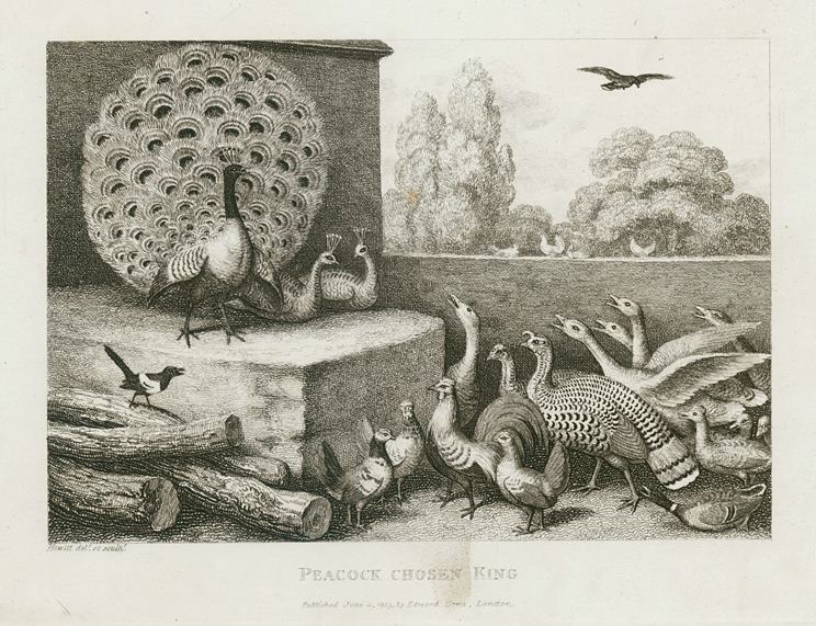 Peacock Chosen King, by Howitt, 1810