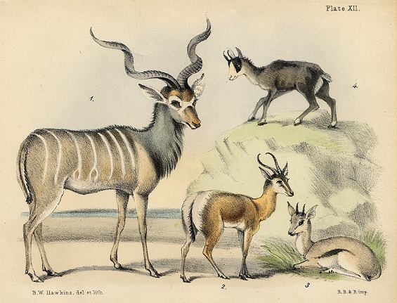 Antelopes, litho by B.W.Hawkins, 1850