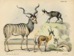 Antelopes, litho by B.W.Hawkins, 1850