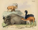 Ox, goat, llama, litho by B.W.Hawkins, 1850