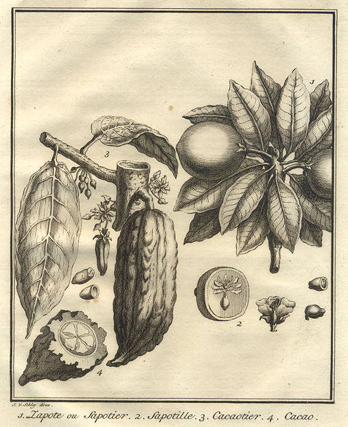 Mexico, various fruits, 1760