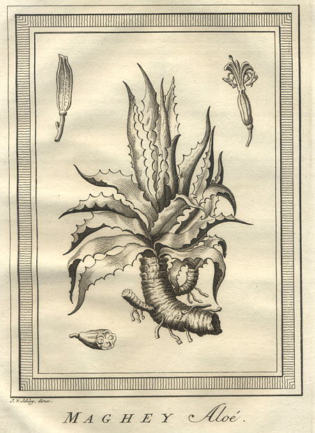 Mexico, aloe plant, 1760