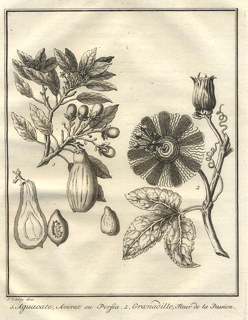 Avocado & Passion Flower, 1760