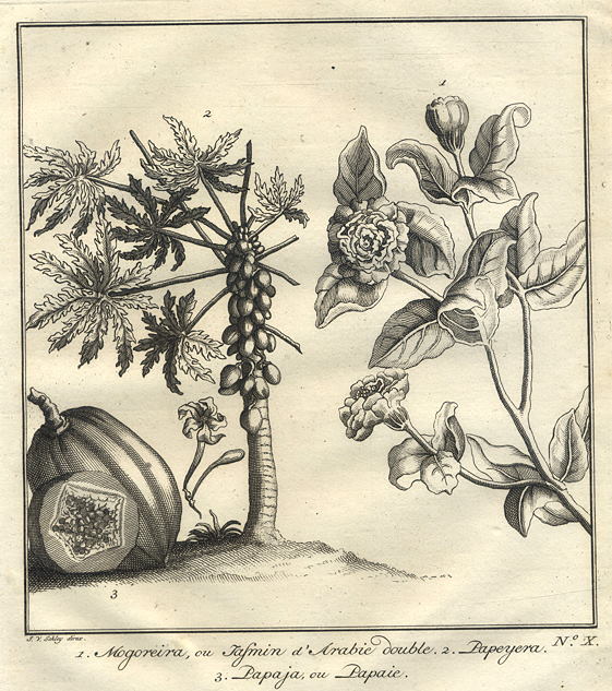 East Indies, Papaya fruits & Jasmine, 1760