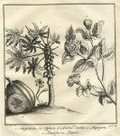 East Indies, Papaya fruits & Jasmine, 1760