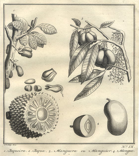 East Indies, Jaca & Mango fruits, 1760