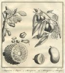 East Indies, Jaca & Mango fruits, 1760