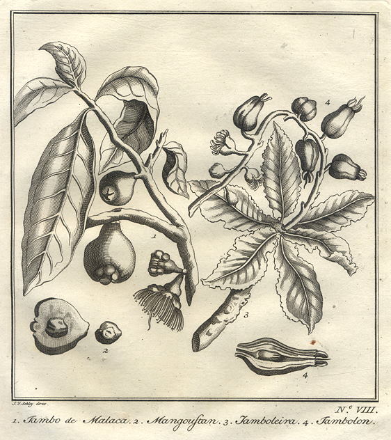 East Indies, Jambo, Mangoustan, Jambolon fruits, 1760