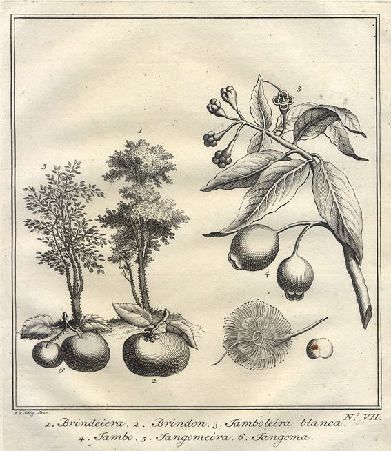 East Indies, various fruits, 1760