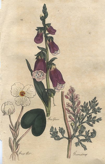 Herbs - Foxglove, Frog Bit & Fumitory, 1812