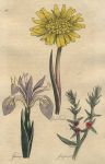 Herbs - Goulsbeard, Gladwyn & Glasswort, 1812