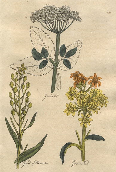 Herbs - Goutwort, Gold of Pleasure & Golden Rod, 1812