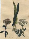 Herbs - Hartstongue, Hemp agrimony & Hemlock, 1812