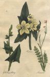 Herbs - Henbane, Good King Henry & Honewort, 1812