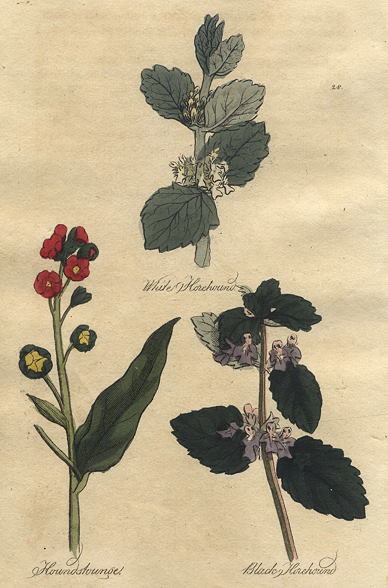 Herbs - White Horehound, Houndstounge & Black Horehound, 1812