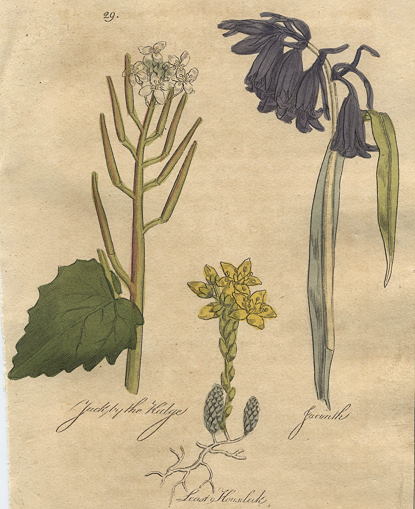 Herbs - Jack by the Hedge, Jacinth & Least Houseleek, 1812