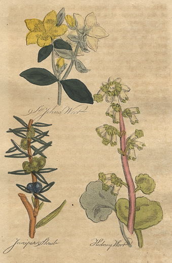 Herbs - St.Johns Wort, Jiniper Shrub & Kidney Wort, 1812