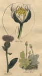 Herbs - Waterlily, Knapweed & Liver Wort, 1812