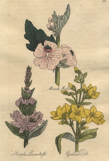 Herbs - Marsh Mallow, Purple & Yellow Loosestrife, 1812