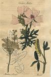 Herbs - Vervain mallow, Meadow Sweet & Melitot, 1812