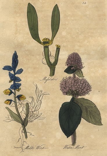 Herbs - Mistletoe, Milk Wort & Water Mint, 1812