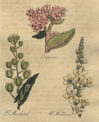 Herbs - Orpine, Treacle Mustard & White Mullen, 1812