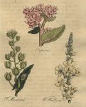 Herbs - Orpine, Treacle Mustard & White Mullen, 1812