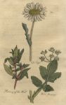 Herbs - Oxeye, Pellitory of the Wall & Wild Parsnip, 1812