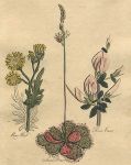 Herbs - Ragwort, Sundew & Restharrow, 1812