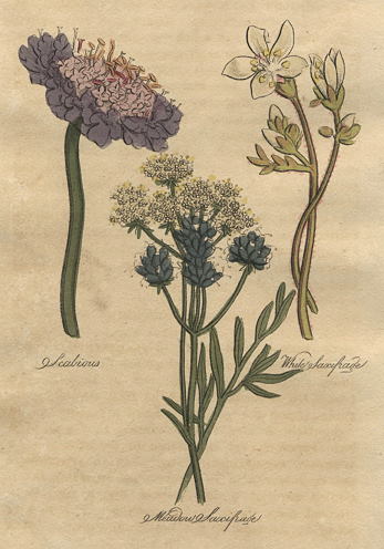 Herbs - Scabious, White & Meadow Saxifrage, 1812