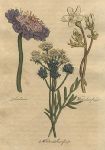 Herbs - Scabious, White & Meadow Saxifrage, 1812