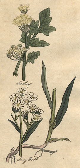 Herbs - Sneezewort & Smallage, 1812