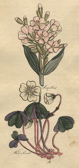 Herbs - Soapwort & Wood Sorrel, 1812