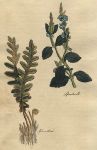 Herbs - Speedwell & Spleenwort, 1812