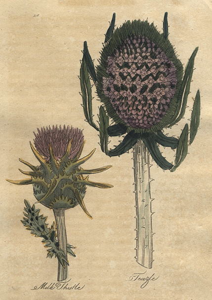 Herbs - Milk Thistle & Teazle, 1812