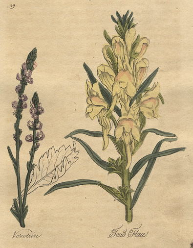 Herbs - Vervain & Toad Flax, 1812