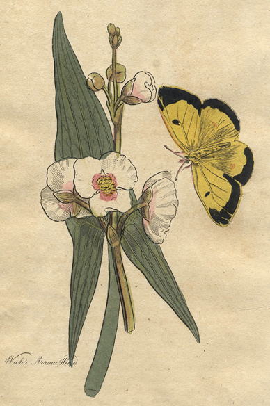 Herbs - Water Arrow Head, 1812