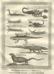 Africa, Guinea, lizards & scorpions, 1760